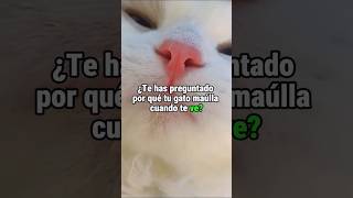 ¿Por qué tu GATO te MAÚLLA 5 razones reveladas😻🐾 gatos maullido [upl. by Onra]