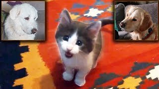 DOGS REACT TO CAT VIDEOS Super Cooper Sunday 109 [upl. by Lrigybab]