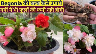 इस अनोखे पोधे के फ़ूल गर्मी में ज़रूर लगाओ  Begonia Double From Bulbs To Flowers With Update [upl. by Nomaj]