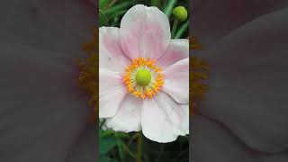 Anemone  Windflowers in Buttercup Family Ranunculaceae  Observed in Description [upl. by Segal]