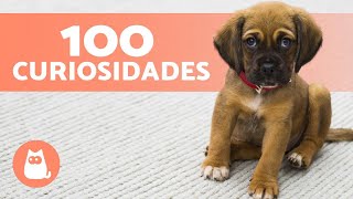 100 CURIOSIDADES sobre CACHORROS que vão te surpreender 🐶🐾 [upl. by Aikahc318]