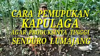 CARA PEMUPUKAN KAPULAGA AGAR PRODUKSINYA TINGGI SENDURO KABUPATEN LUMAJANG [upl. by Brynna]