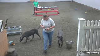 Arena Brekkies DonnaC n Lynn Blues Elwood Piper then Jake 662024 exploreorg [upl. by Nam951]