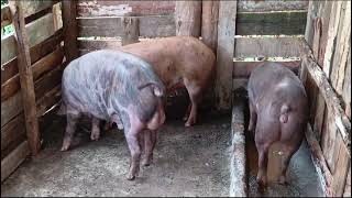 Duroc boar serving 2 duroc gilts [upl. by Mercado819]