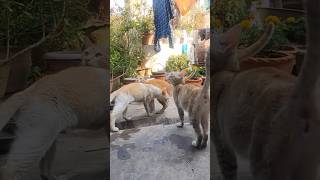 MY CUTE THREE 💕 shorts trending cutecat cute catlover tejutg catsounds viral TGhosh [upl. by Lancaster404]