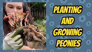 Peony Planting and Growing Guide [upl. by Tobi]