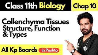 Collenchyma Tissues Structure types and function in pashto  Supporting Tissues in plants [upl. by Aynuat]