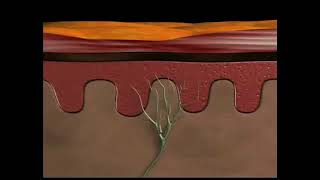 Physiology of nociceptive pain [upl. by Bathulda45]