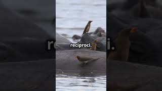 Ippopotamo Viene Mangiato Dagli Uccelli neiperte youtube curiosità nature shorts [upl. by Raila]