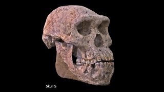 Origins of Genus Homo–Australopiths and Early Homo Variation of Early Homo Speciation of Homo [upl. by Ahsinad]