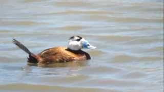 male Whiteheaded Duck Oxyura leucocephala near Malaga Spain [upl. by Tandi]