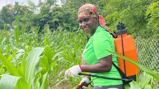 Selective Herbicides for Maize Applying Weed Control for My 5Acre Farm [upl. by Yllil]