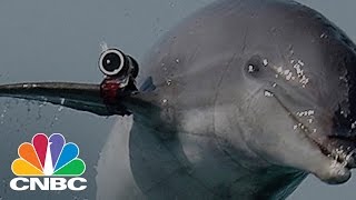 Russia Is Taking Ukraines Military Dolphins  CNBC [upl. by Kan]