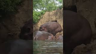 Wonderful Hippopotamuses Actually Looking At Their Babies Swimming [upl. by Blodget383]