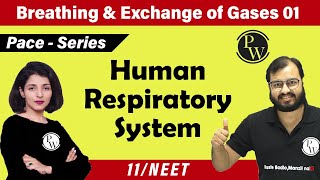 Breathing and Exchange of Gases  01  Human Respiratory System  Class 11 Neet  Pace Series [upl. by Arden]