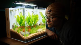 Minimalistic Amazon Sword Aquarium that Anyone Can Make NO co2 [upl. by Ladin188]