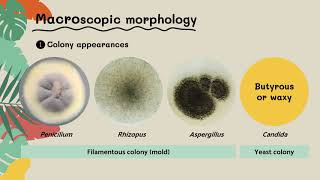 Mycology Lab Practical 4 Morphology of Molds and Yeasts [upl. by Eiramlatsyrc741]