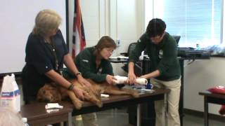 Bandaging a Leg Wound [upl. by Annabal]