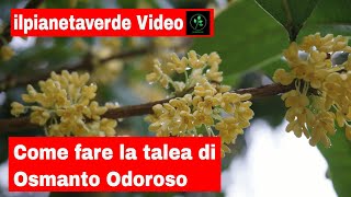 Come riprodurre per talea LOsmanto Odoroso Osmanthus Fragrans [upl. by Sair]