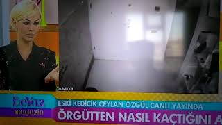 Eski kedicik Ceylan Özgülün kaçış videosu yalan çıktı [upl. by Wertz63]