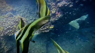 Flourishing underwater garden of Colombo Port City shows Chinas green footprint in Sri Lanka [upl. by Aneeh]