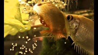 Honey Gourami Laying Eggs  Gouramis pairing video [upl. by Darcey]