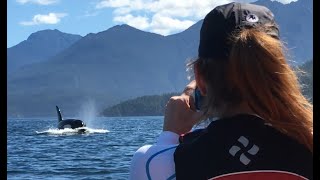 Sea kayaking with Orca Humpbacks and Grizzly bear Vancouver Island Canada [upl. by Kerrin505]