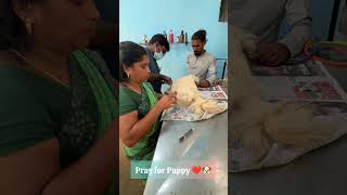 Puppyக்கு operation முடிஞ்சு ❤️🐶 anshikamobile dog colachel doglover pet share support [upl. by Aisyle208]