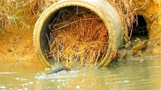 Unclogging Culvert Pipe Drain Water  Removing All Trash Clogged Culvert [upl. by Arikehs]