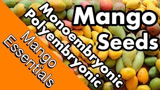 Mango Essentials  Monoembryonic vs Polyembryonic Mango Seeds [upl. by Silas]