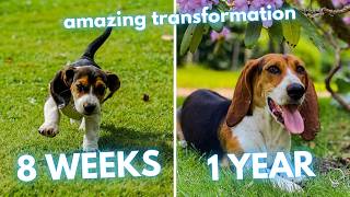 Basset Artésien Normand Transformation  From Puppy to Adult Dog 8 Weeks to 1 Year [upl. by Marden]