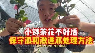 新买茶花缓苗法和洗根法 [upl. by Htehpaj]