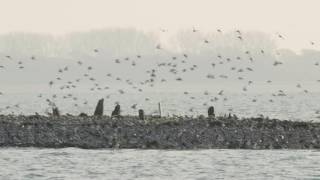 Birding at Farlington Marshes Nov 2016  British Wildlife  UK Nature [upl. by Sirois80]