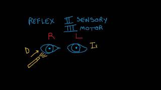 Cranial Nerve Testing Direct and Indirect Light Reflexes [upl. by Schell]