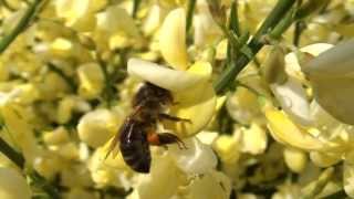 Abeille récoltant du pollen sur des fleurs de Genêts [upl. by Ahsuat]