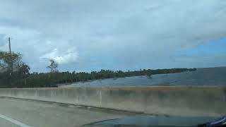 Lake Jesup Extremely Flooded by Cabbage Palm Trees Where Cattle Roam amp Great Egret on 417 North [upl. by Lennad]