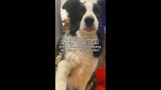 Seriously who thought border collies make good pets smh 🤦‍♂️ bordercollie catanddog notfriends [upl. by Ila]