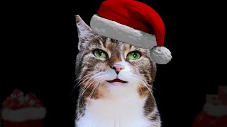 The SECRET to the BEST CHRISTMAS  Funny Jingle Cats Silent Night  Merry Christmas [upl. by Ja]