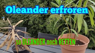 Oleander Frostschaden so könnt ihr euern erfrorenen Oleander retten [upl. by Alexa]