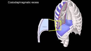 Pleural membranes [upl. by Festatus321]