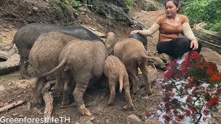 leveling the ground and rebuilding the barn to raise wild pigs episode 22 GreenforestlifeTH [upl. by Lonee]