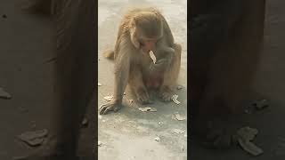 Monkey ke pair mein I chot [upl. by Hagep]