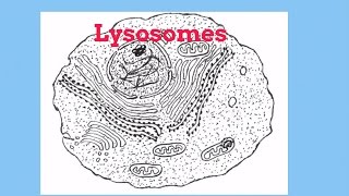 LysosomesCell Organelles [upl. by Felicdad]