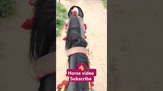 Horse video  Ashvi life vlogs horse ghoda horselover horseride punjabisong viralsong [upl. by Tiffani]