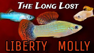 Americas Lost Livebearer The Liberty Molly Care Guide amp History of Poecilia salvitoris Fishtory [upl. by Alasdair]