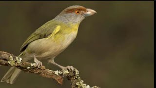 CONOCÉS EL Canto del JUAN CHIVIRO Cyclarhis gujanensis Aves Argentinas Chajarí [upl. by Haag785]