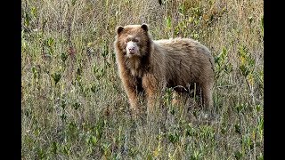 Cámara trampa capta por primera vez un oso dorado en Perú [upl. by Westney]