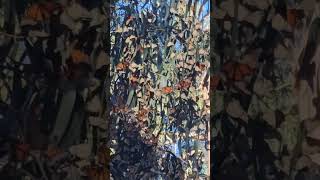 Monarch Butterflies 🦋 are back in Pismo pismobeach california 2023 LoversByNature [upl. by Martainn]