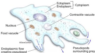 Amoebaunicellular Organism [upl. by Tris]