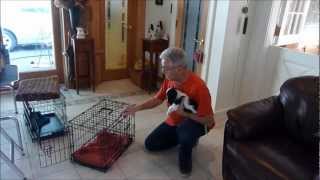 How to Housebreak a Puppy Crate Training [upl. by Hinda308]